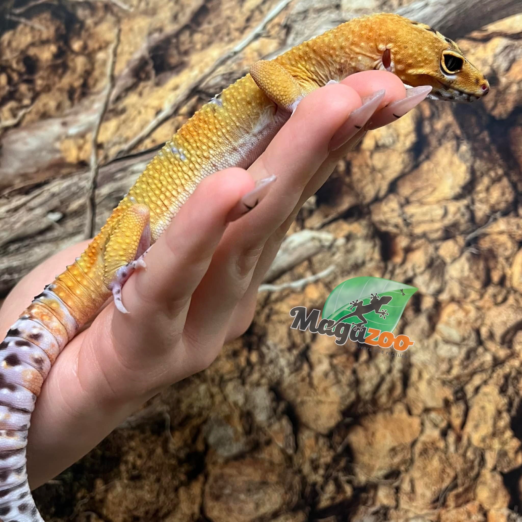 Magazoo Gecko léopard (Satpura/Macularius Hybrid) Mâle Black Night Mandarin Cross (Avril 2025)