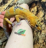 Magazoo Satpura Macularius Hybrid-Black Night Mandarin Cross Leopard gecko #2