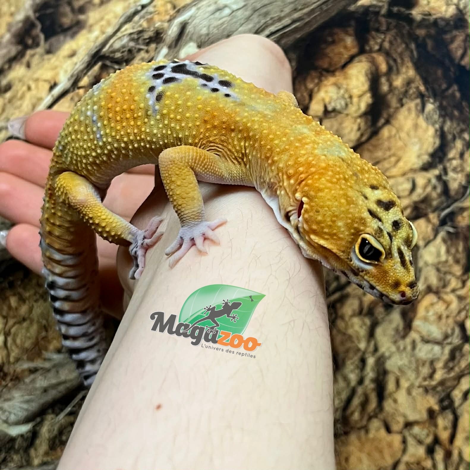 Magazoo Satpura Macularius Hybrid-Black Night Mandarin Cross Leopard gecko #2