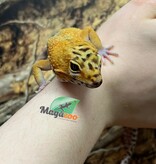 Magazoo Gecko léopard (Satpura/Macularius Hybrid) Mâle Black Night Mandarin Cross (Avril 2025)