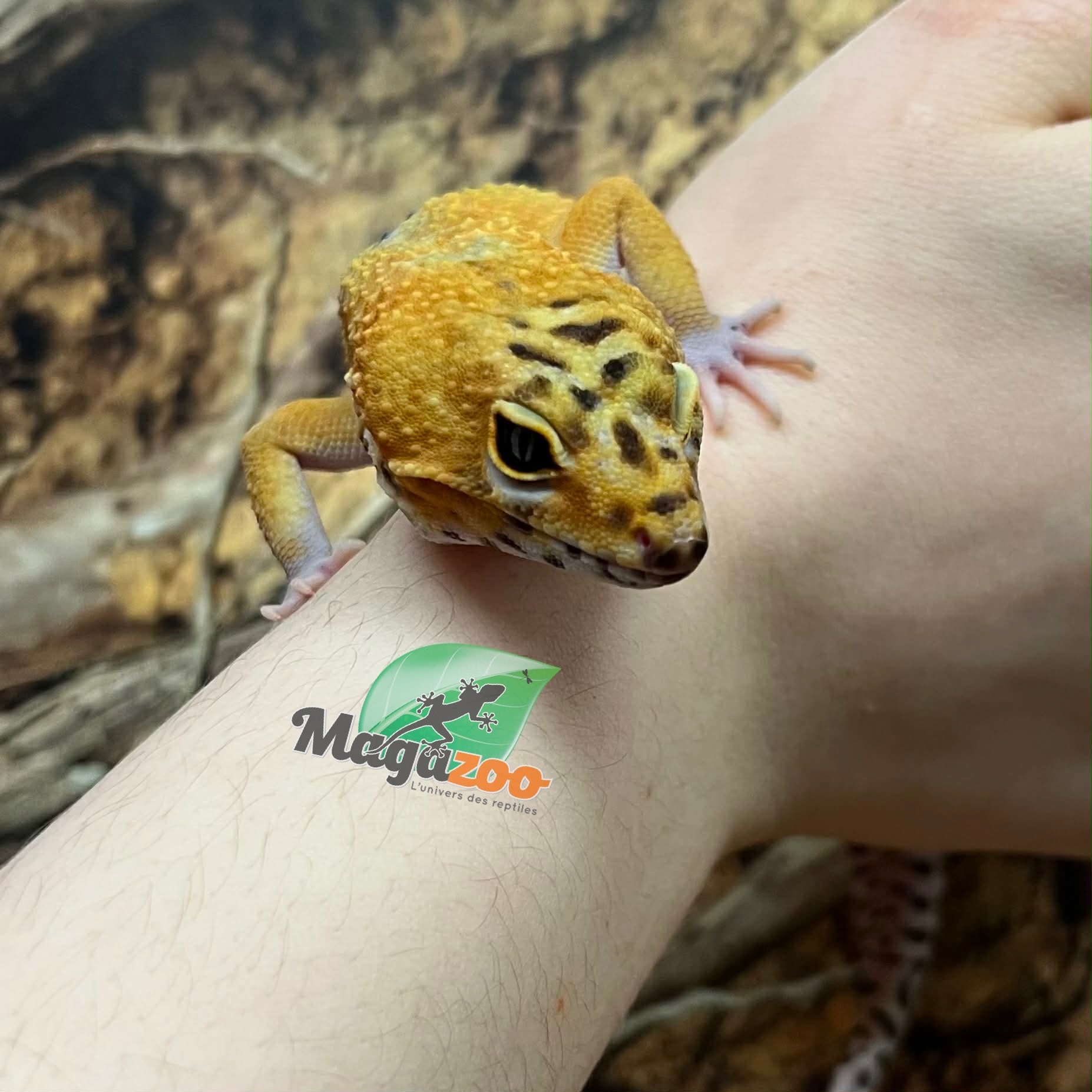 Magazoo Satpura Macularius Hybrid-Black Night Mandarin Cross Leopard gecko #2