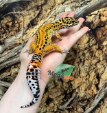 Magazoo Gecko léopard (Satpura/Macularius Hybrid) Femelle Black Night Mandarin Cross (Avril 2025)