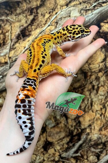 Magazoo Satpura Macularius Hybrid-Black Night Mandarin Cross Leopard gecko #1