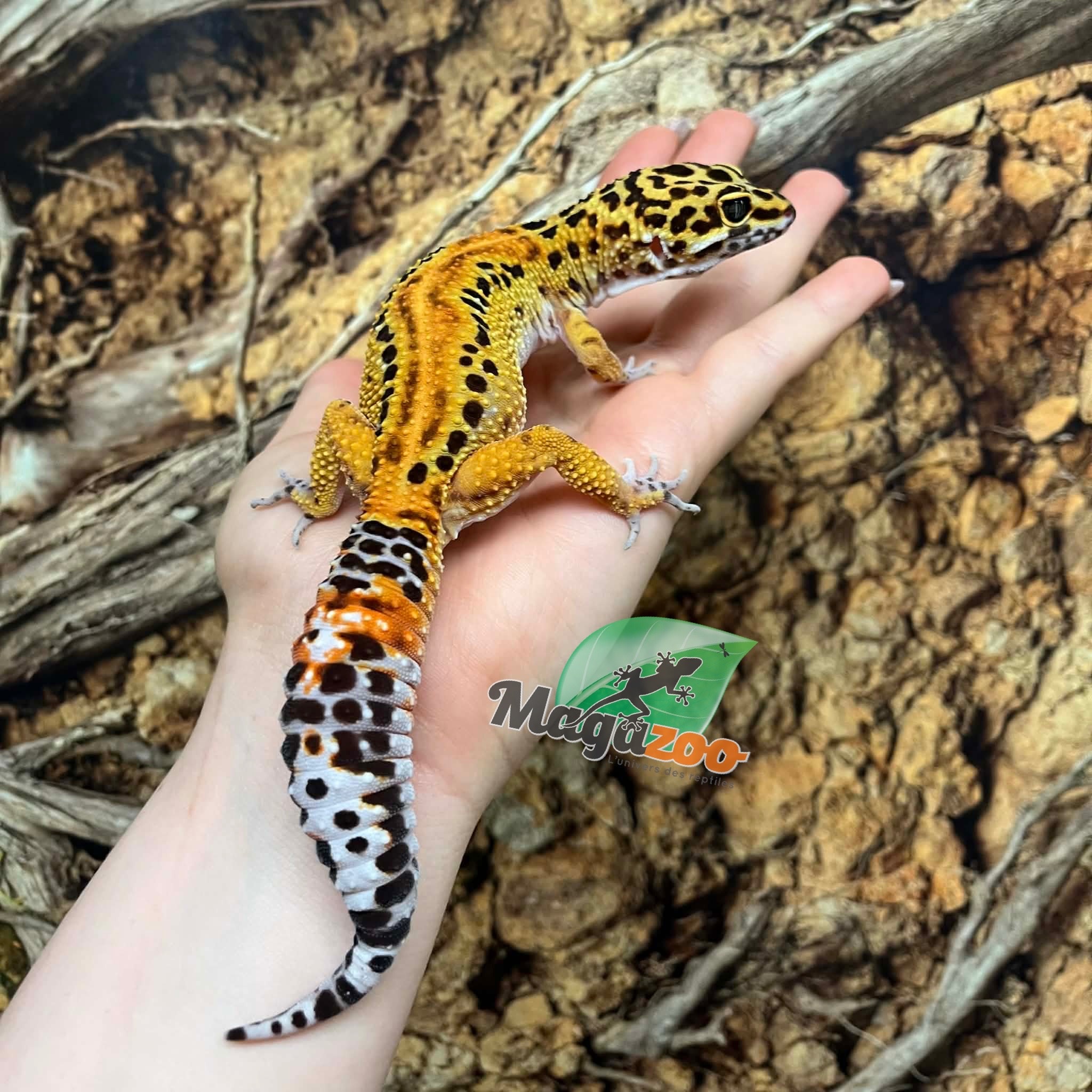 Magazoo Gecko léopard (Satpura/Macularius Hybrid) Femelle Black Night Mandarin Cross (Avril 2025)