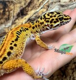 Magazoo Satpura Macularius Hybrid-Black Night Mandarin Cross Leopard gecko #1