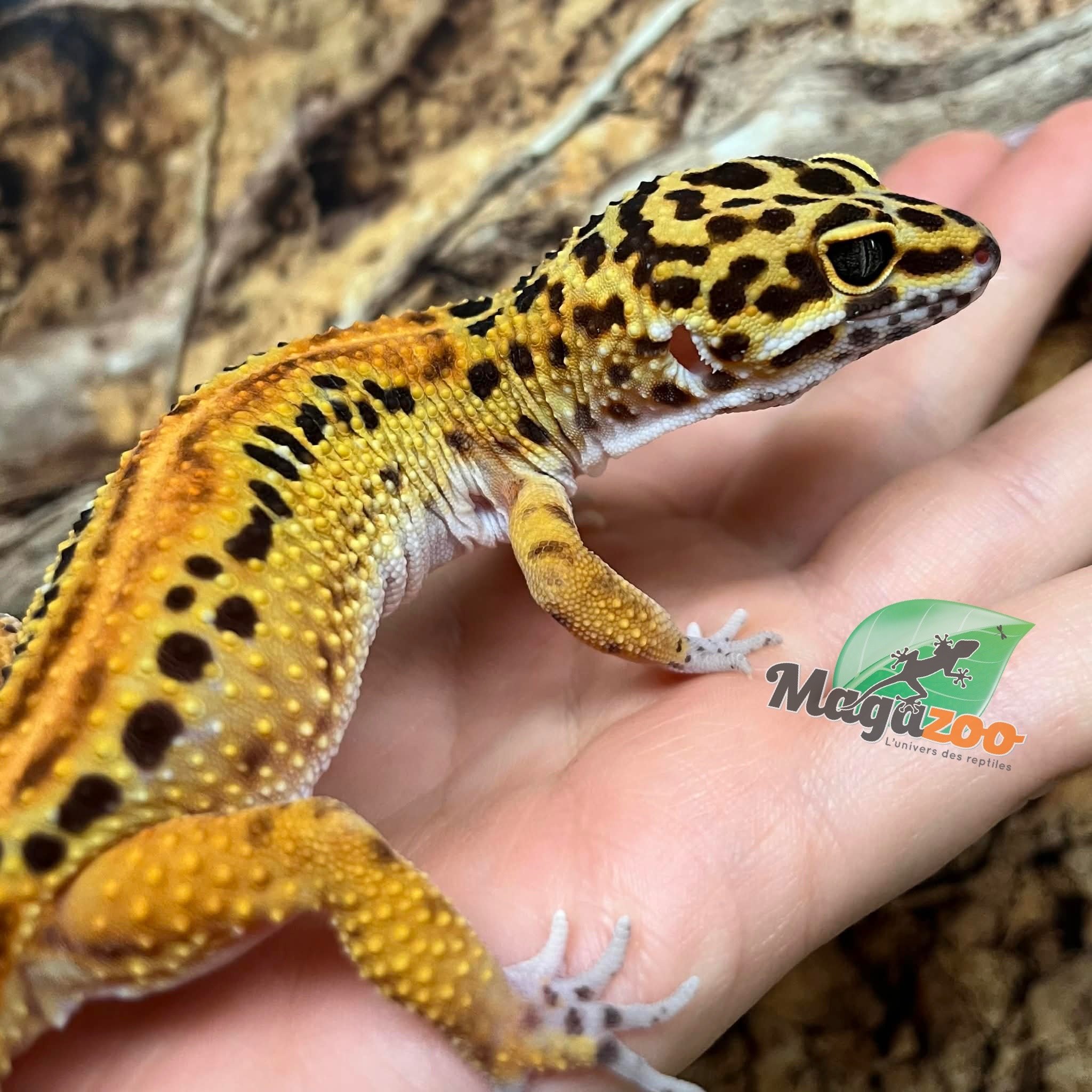 Magazoo Gecko léopard (Satpura/Macularius Hybrid) Femelle Black Night Mandarin Cross (Avril 2025)