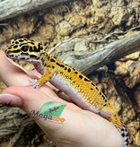 Magazoo Gecko léopard (Satpura/Macularius Hybrid) Femelle Black Night Mandarin Cross (Avril 2025)