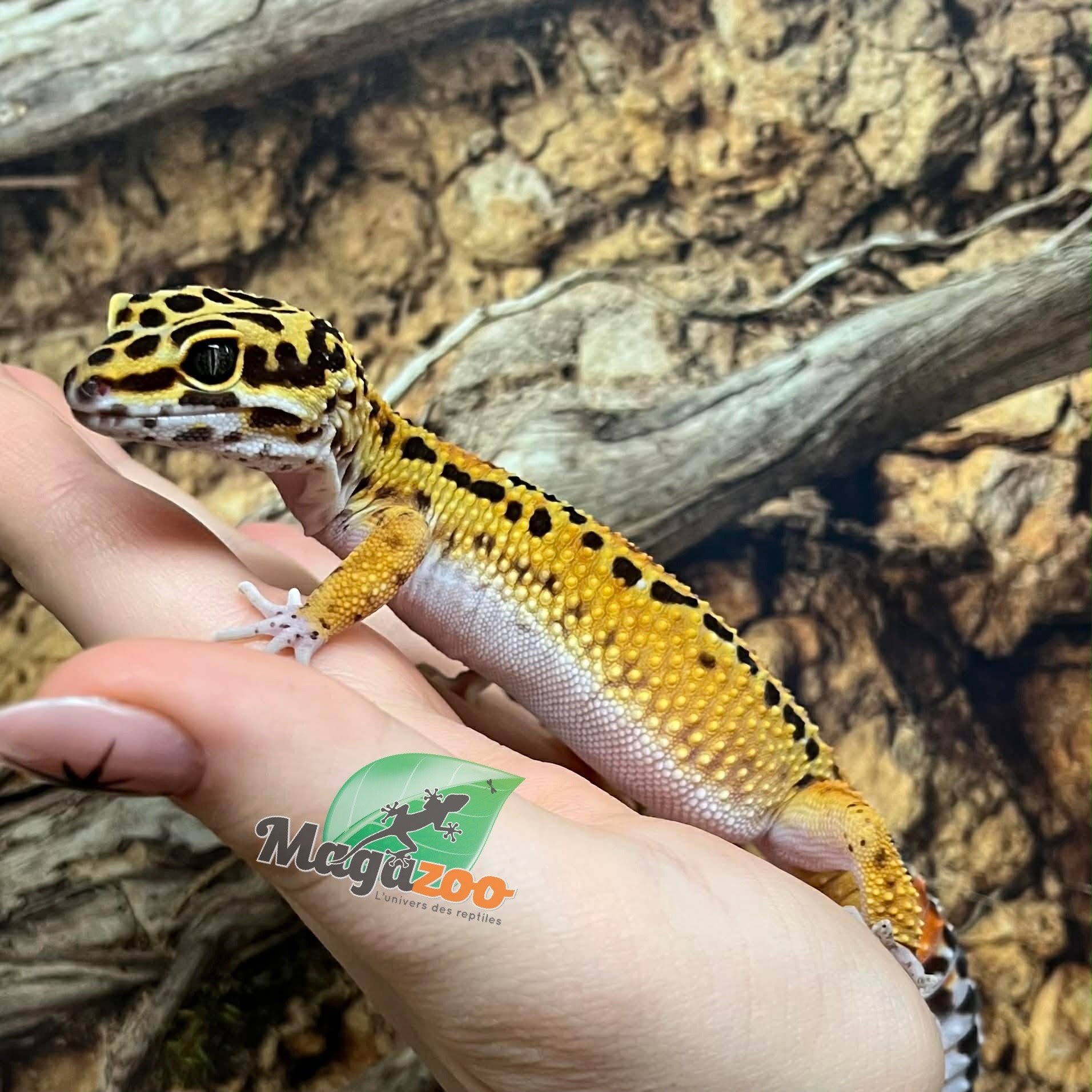 Magazoo Gecko léopard (Satpura/Macularius Hybrid) Femelle Black Night Mandarin Cross (Avril 2025)