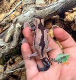 Magazoo Gecko à queue grasse  Zulu