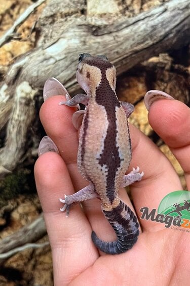 Magazoo Zulu Fat-tailed Gecko