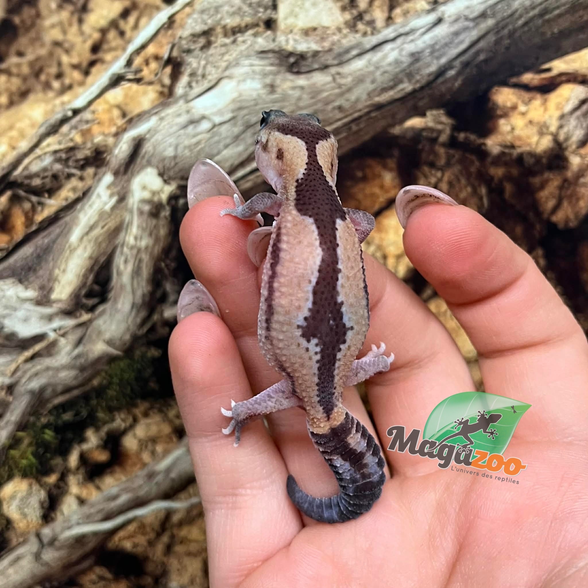 Magazoo Zulu Fat-tailed Gecko