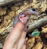 Magazoo Zulu Fat-tailed Gecko
