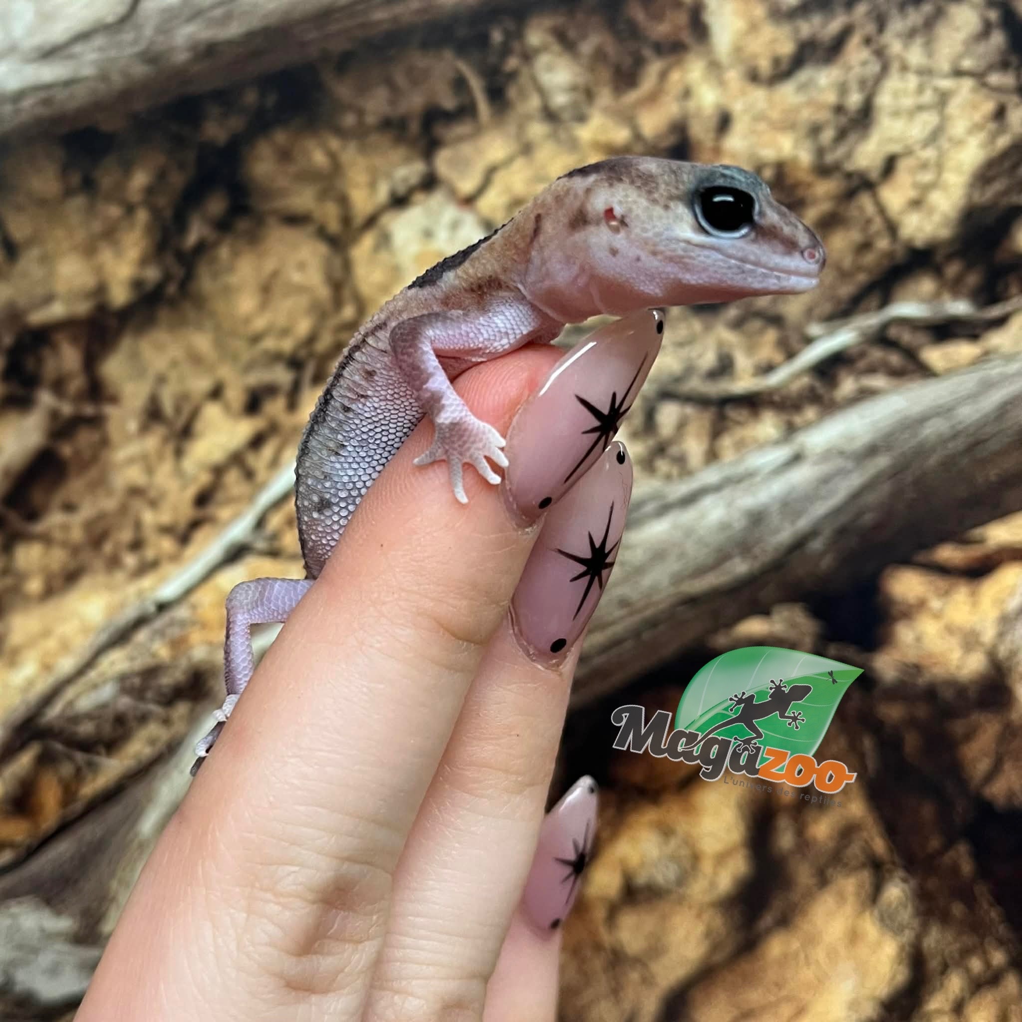 Magazoo Gecko à queue grasse  Zulu