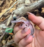 Magazoo Gecko à queue grasse  Zulu