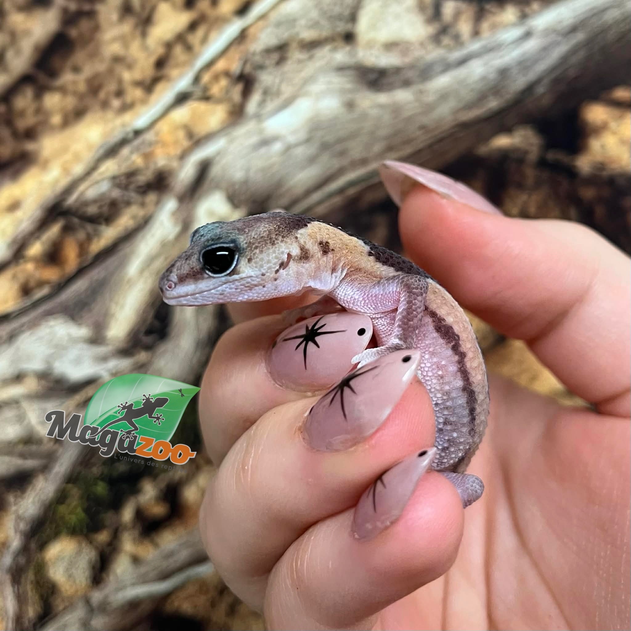 Magazoo Zulu Fat-tailed Gecko
