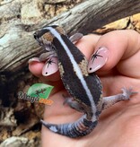 Magazoo Baby Fat-tailed gecko striped #2 born in captivity