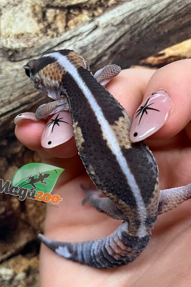 Magazoo Baby Fat-tailed gecko striped #2 born in captivity