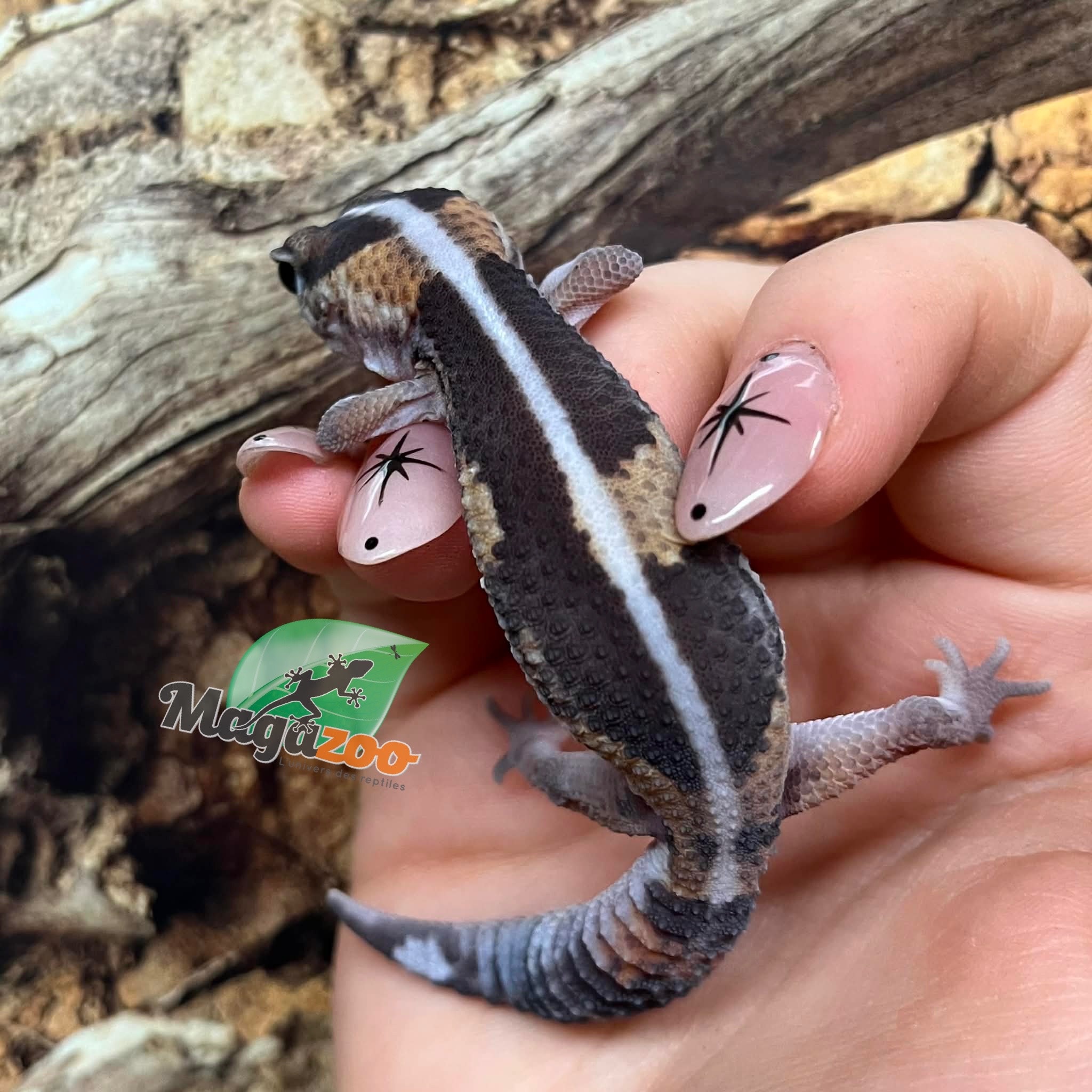 Magazoo Baby Fat-tailed gecko striped #2 born in captivity