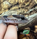 Magazoo Gecko à queue grasse Ligné Bébé #2 né en captivité