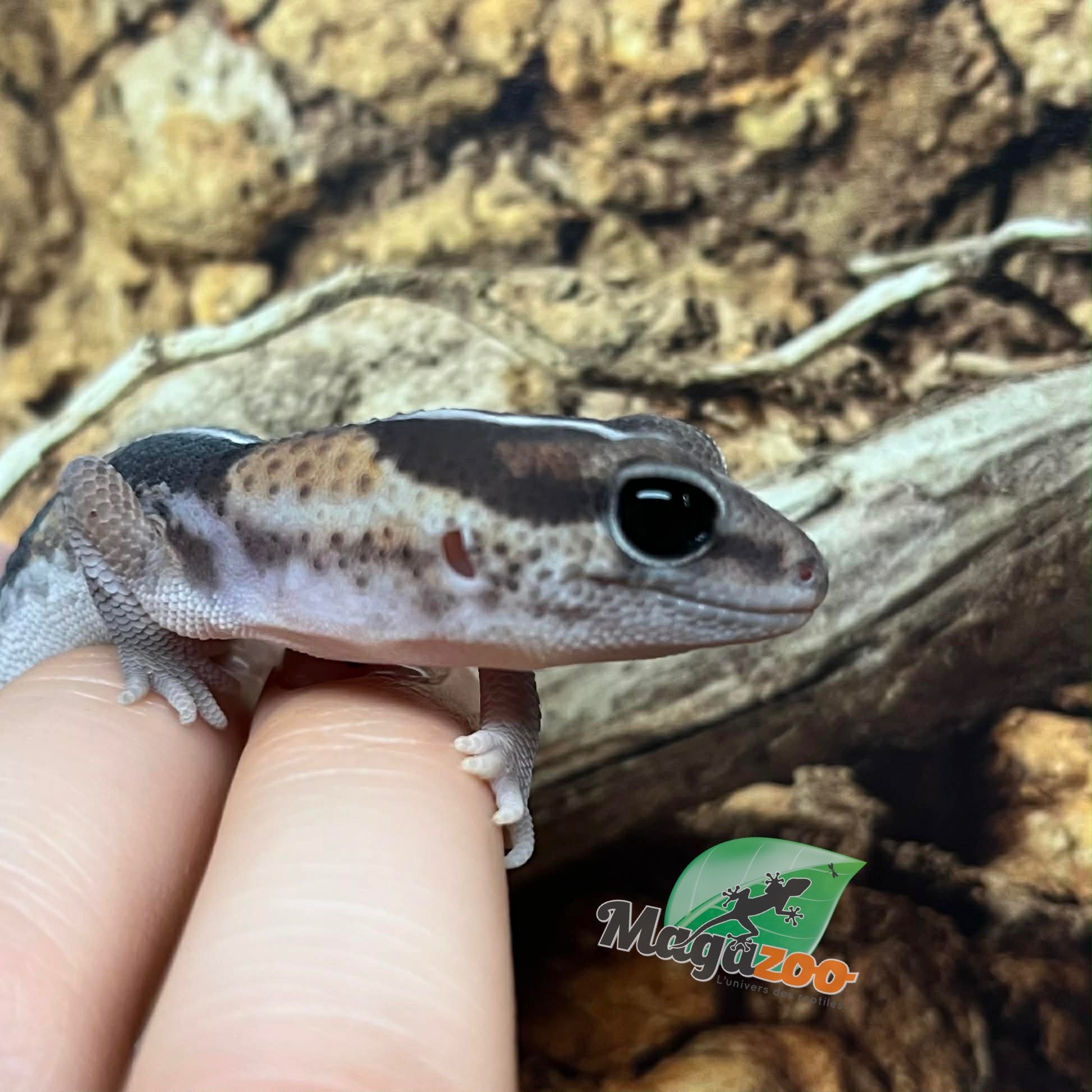 Magazoo Baby Fat-tailed gecko striped #2 born in captivity