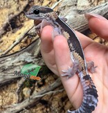 Magazoo Baby Fat-tailed gecko striped #2 born in captivity