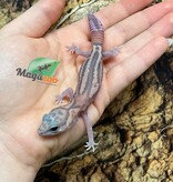 Magazoo Gecko à queue grasse White Out Patternless Zulu Ghost