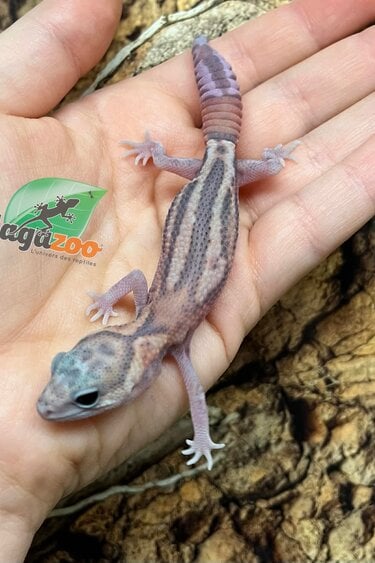 Magazoo White Out Patternless Zulu Fat-tailed Gecko