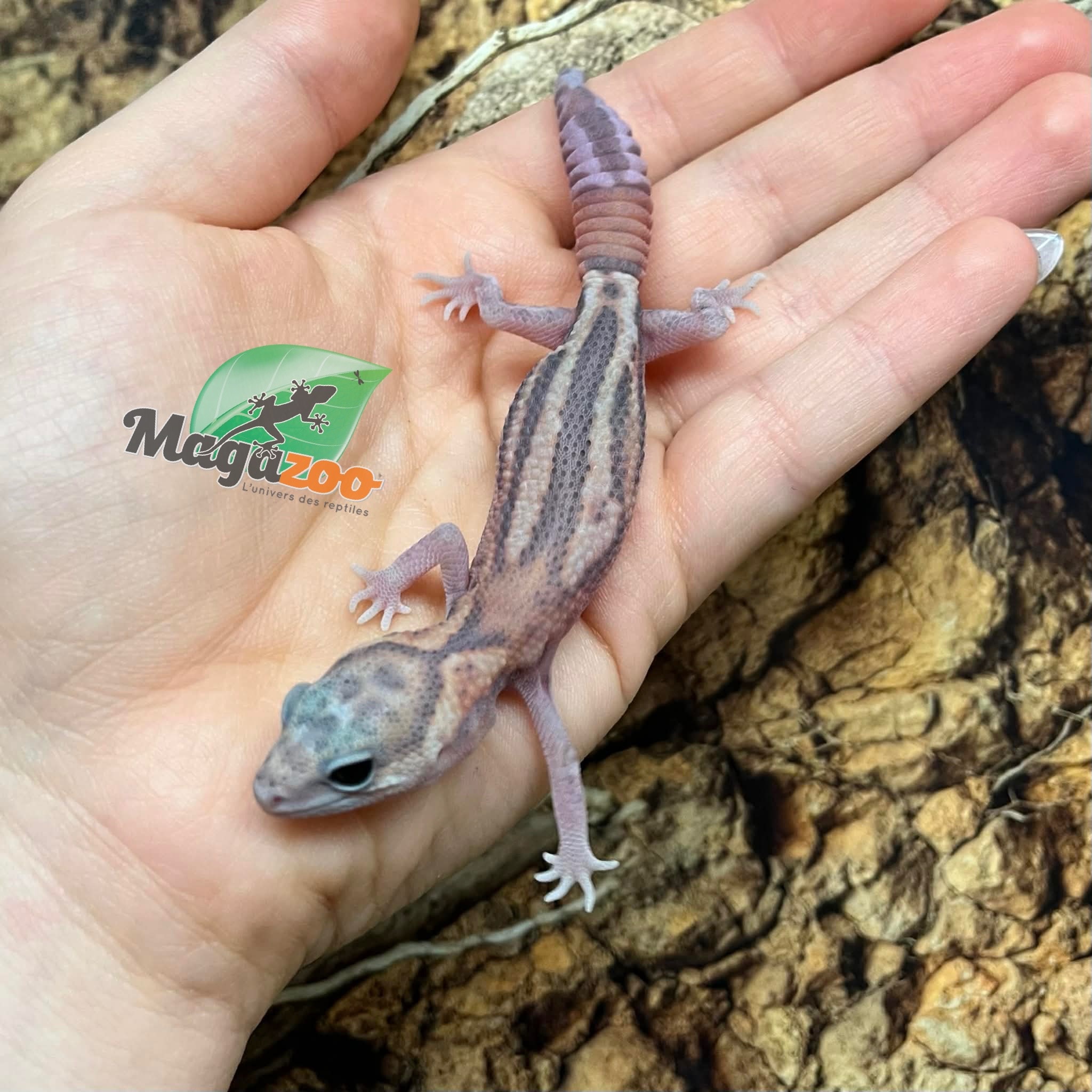 Magazoo White Out Patternless Zulu Fat-tailed Gecko