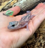 Magazoo Gecko à queue grasse White Out Patternless Zulu Ghost