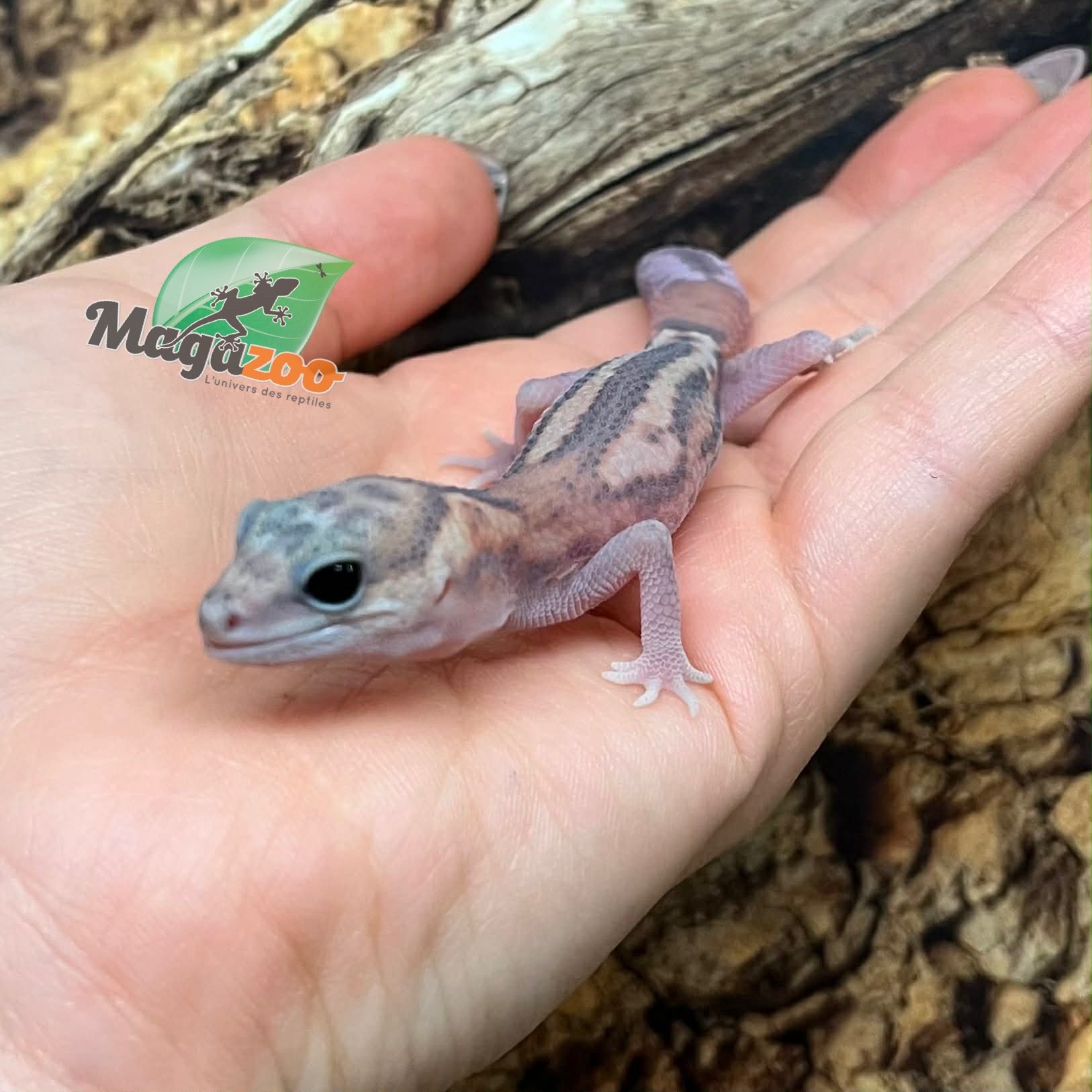 Magazoo Gecko à queue grasse White Out Patternless Zulu Ghost