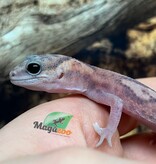 Magazoo Gecko à queue grasse White Out Patternless Zulu Ghost