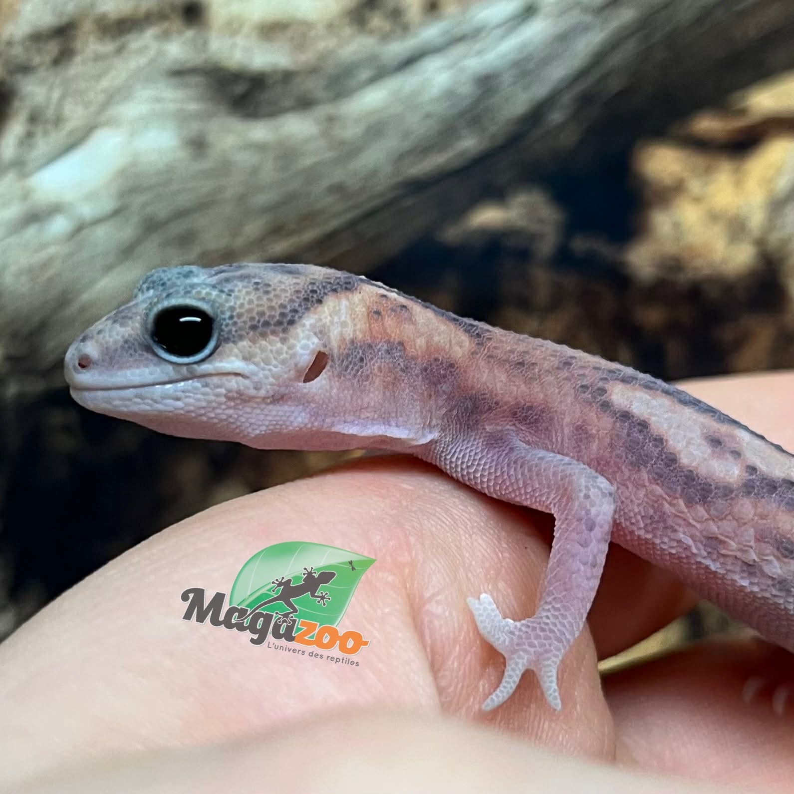 Magazoo Gecko à queue grasse White Out Patternless Zulu Ghost