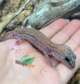 Magazoo Patternless Zulu Fat-tailed Gecko