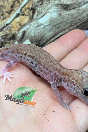 Magazoo Patternless Zulu Fat-tailed Gecko