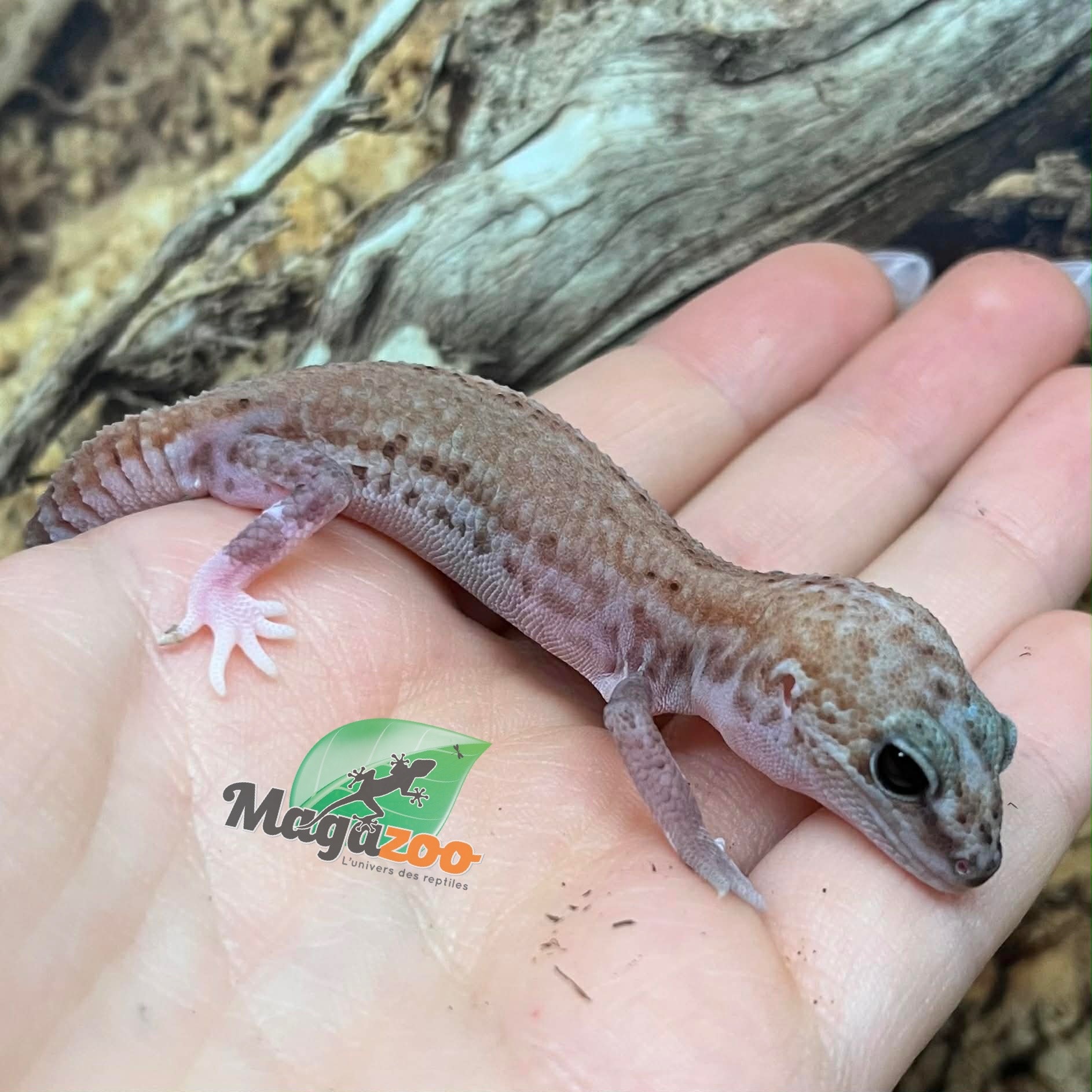 Magazoo Patternless Zulu Fat-tailed Gecko