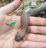 Magazoo Patternless Zulu Fat-tailed Gecko