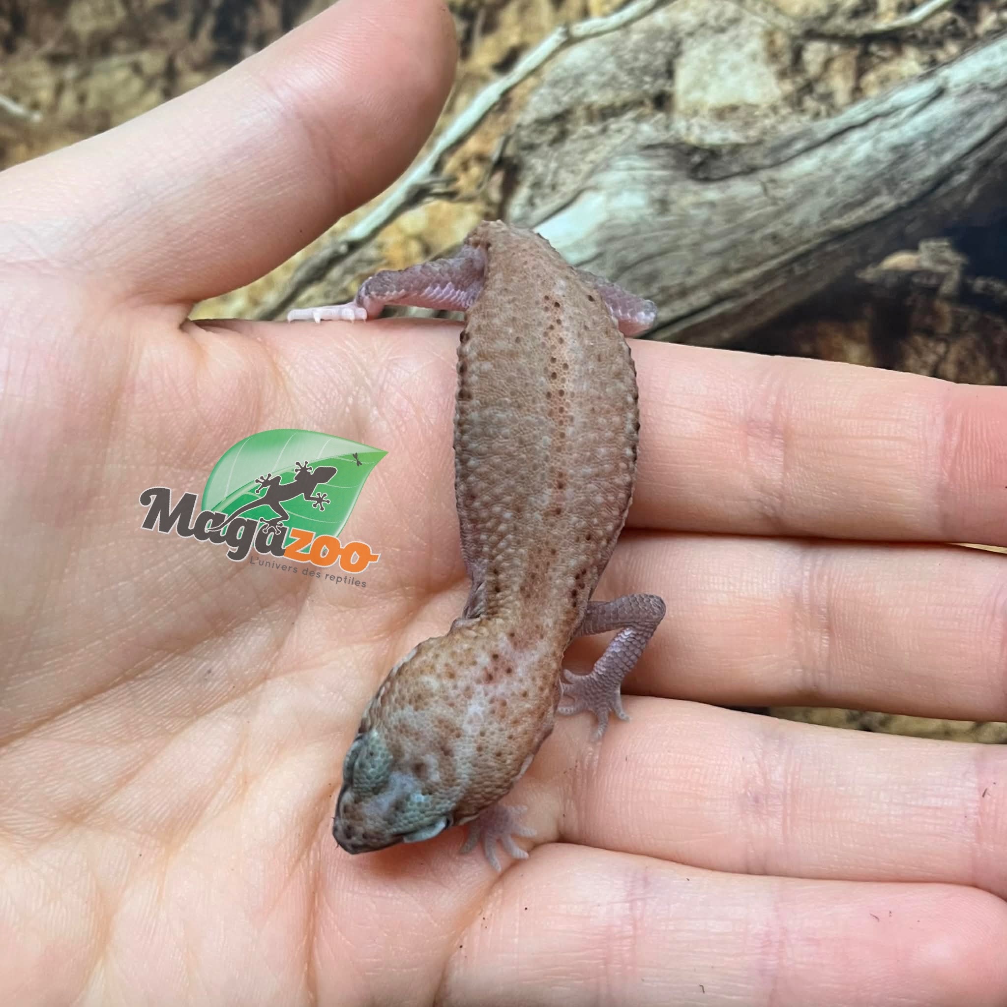 Magazoo Patternless Zulu Fat-tailed Gecko