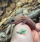Magazoo Gecko à queue grasse  Patternless Zulu (poss. oreo)