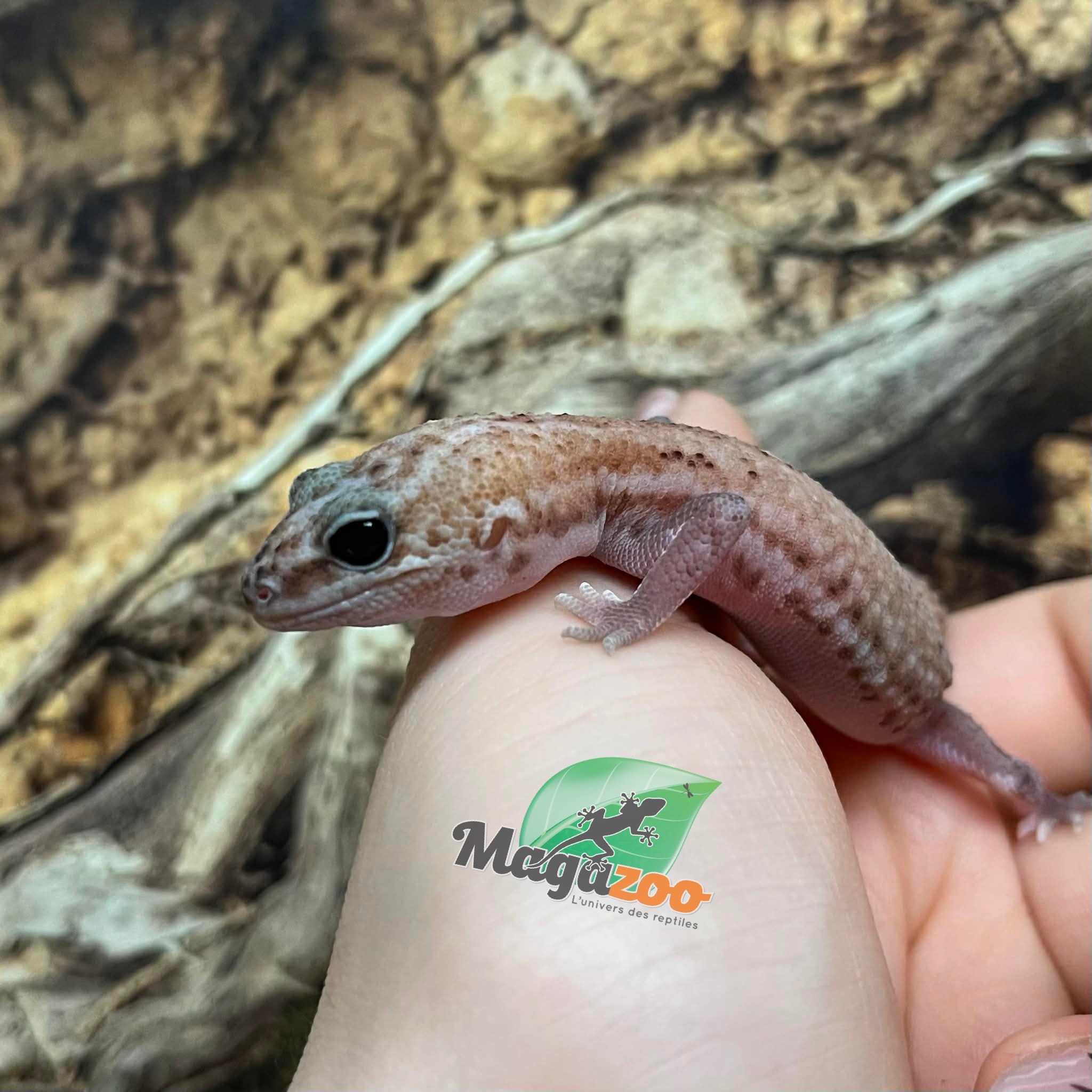 Magazoo Gecko à queue grasse  Patternless Zulu (poss. oreo)