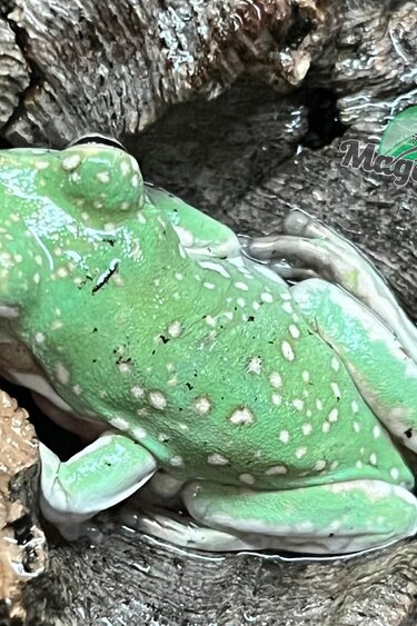 Magazoo Snowflake White's tree frog (Captive Bred and Born) #2