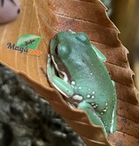 Magazoo Snowflake White's tree frog (Captive Bred and Born ) #3