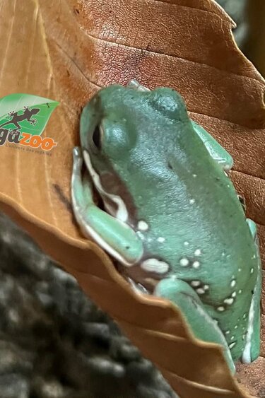 Magazoo Snowflake White's tree frog (Captive Bred and Born ) #3