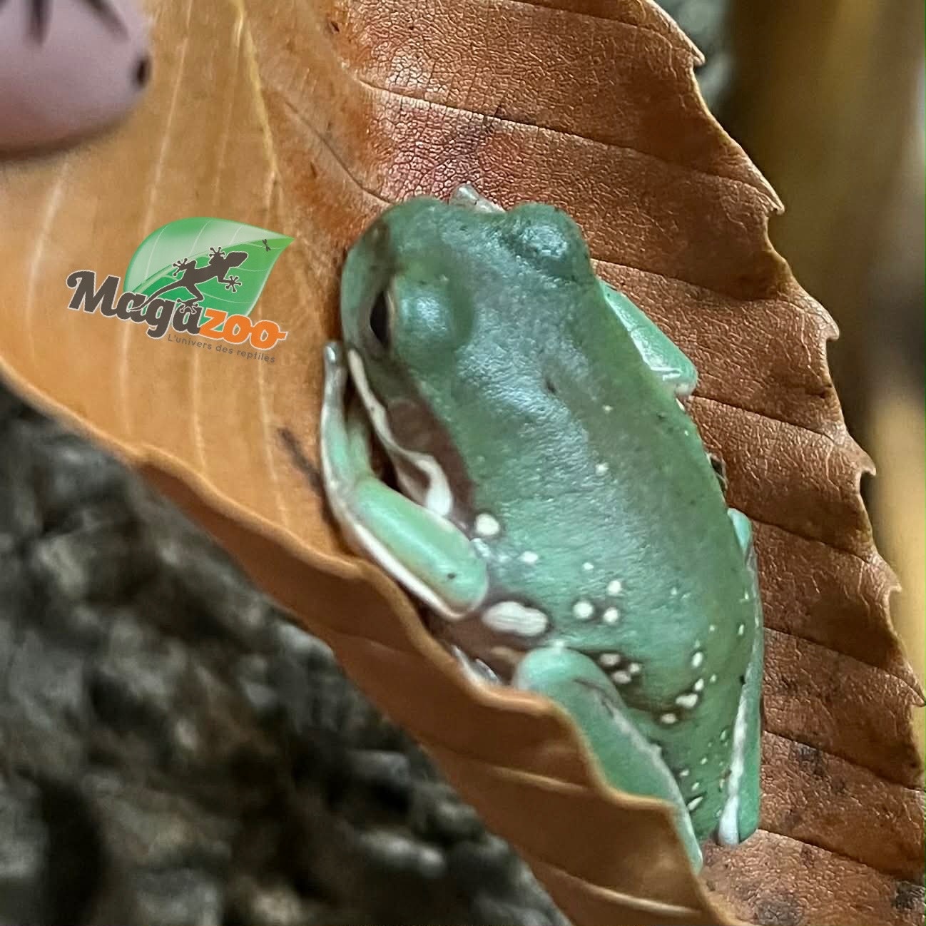 Magazoo Snowflake White's tree frog (Captive Bred and Born ) #3