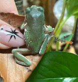 Magazoo Snowflake White's tree frog (Captive Bred and Born ) #3