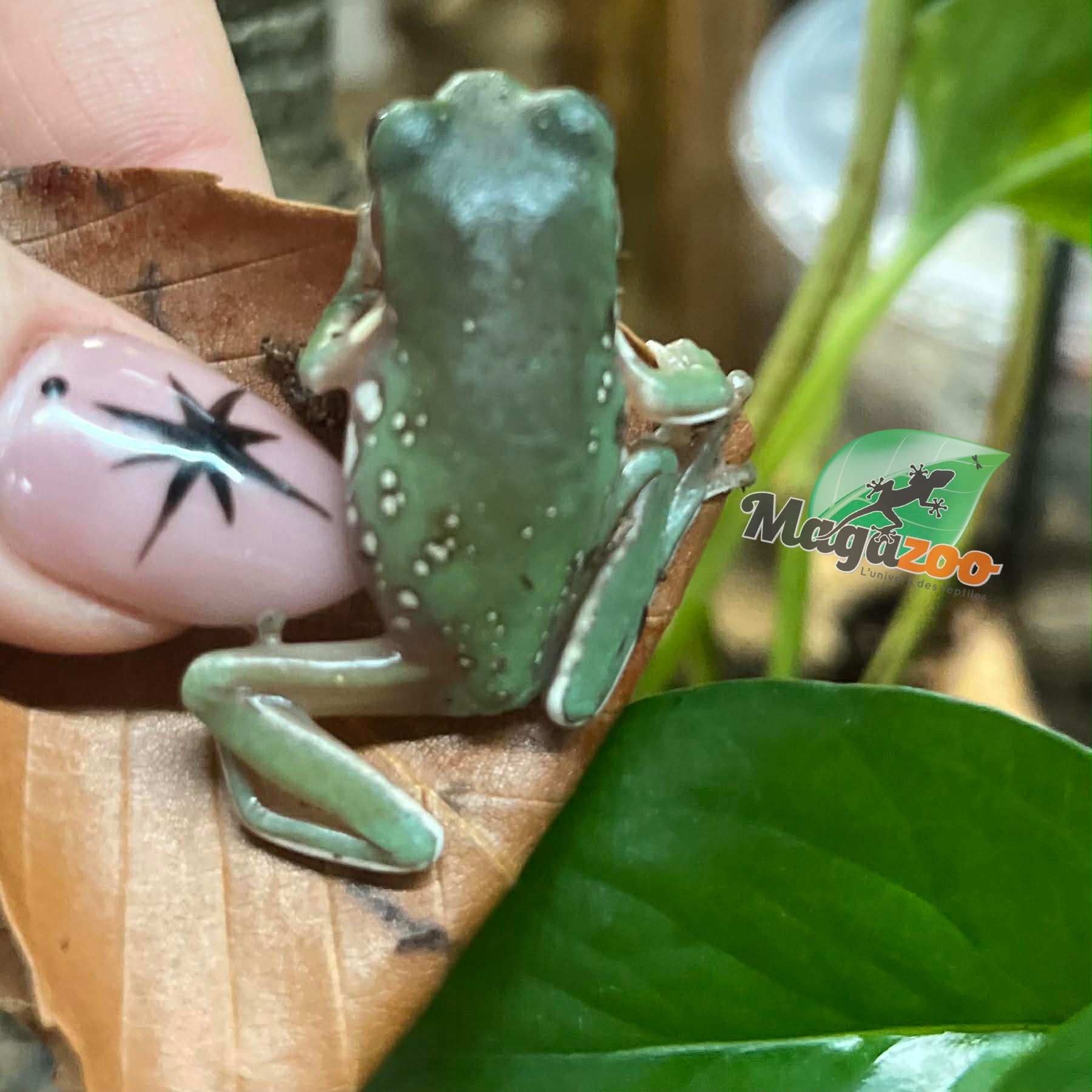 Magazoo Snowflake White's tree frog (Captive Bred and Born ) #3