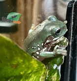 Magazoo Snowflake White's tree frog (Captive Bred and Born ) #3