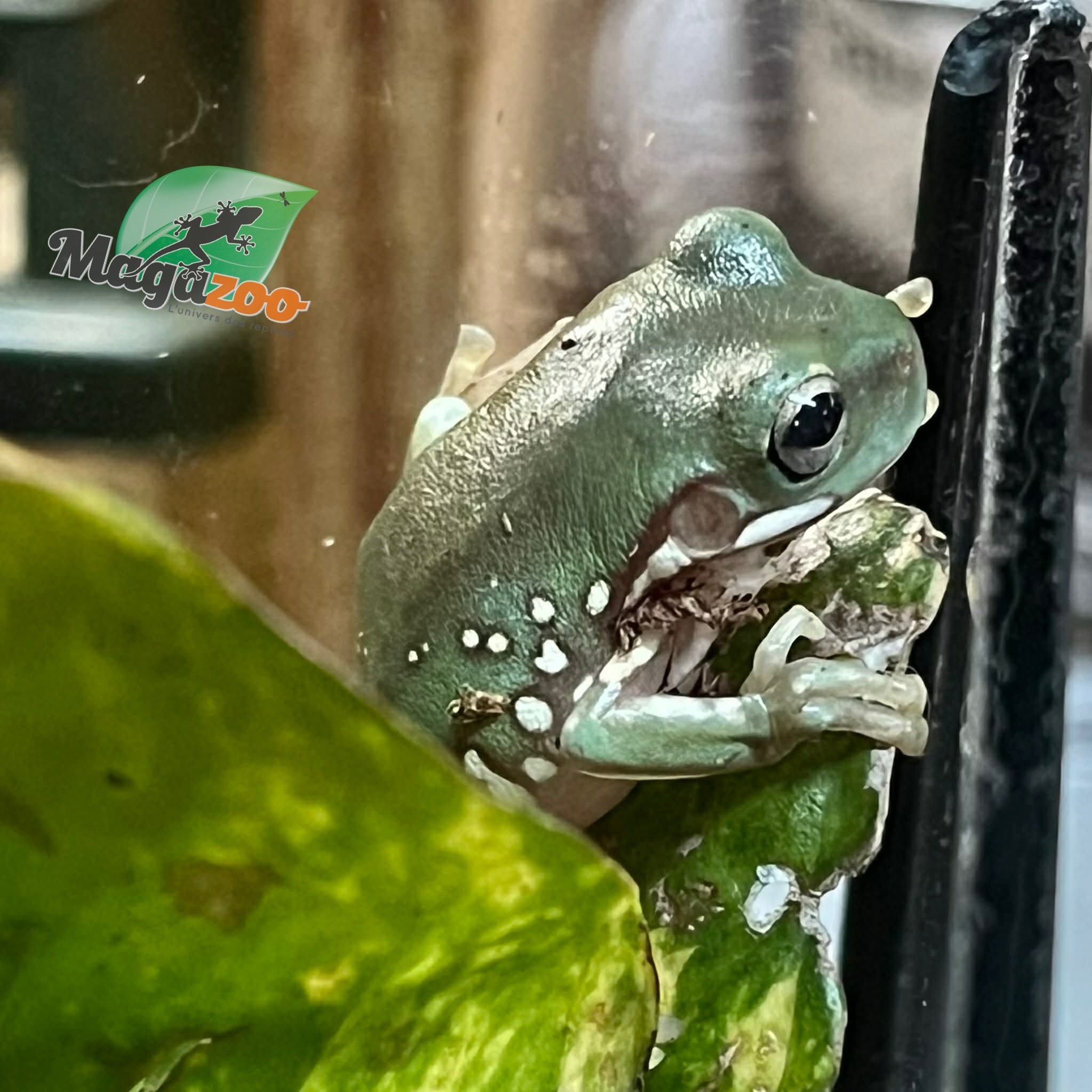 Magazoo Snowflake White's tree frog (Captive Bred and Born ) #3