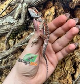 Magazoo Baby Red Blue Bar Bearded dragon #2