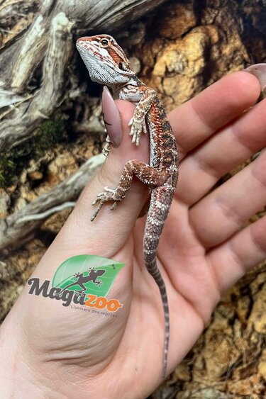 Magazoo Baby Red Blue Bar Bearded dragon #2