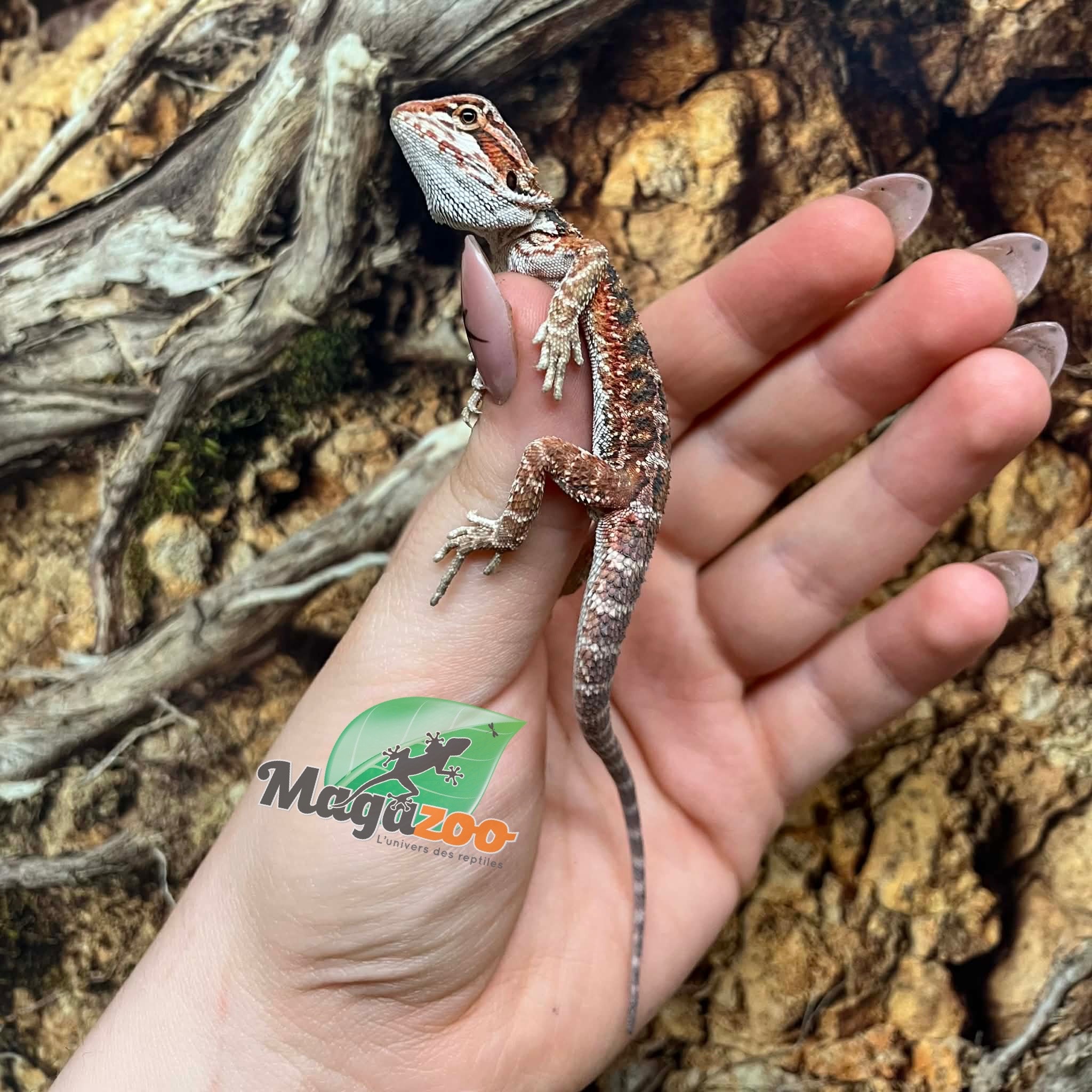 Magazoo Baby Red Blue Bar Bearded dragon #2